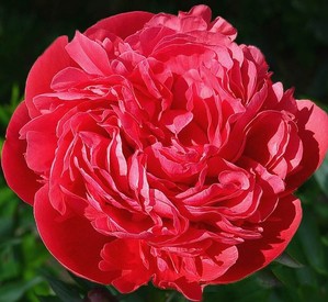 купить Пион Glowing Raspberry Rose
