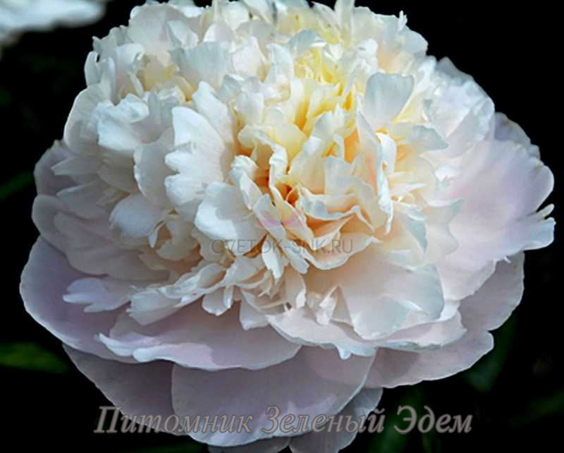 купити Півонія Camellia White