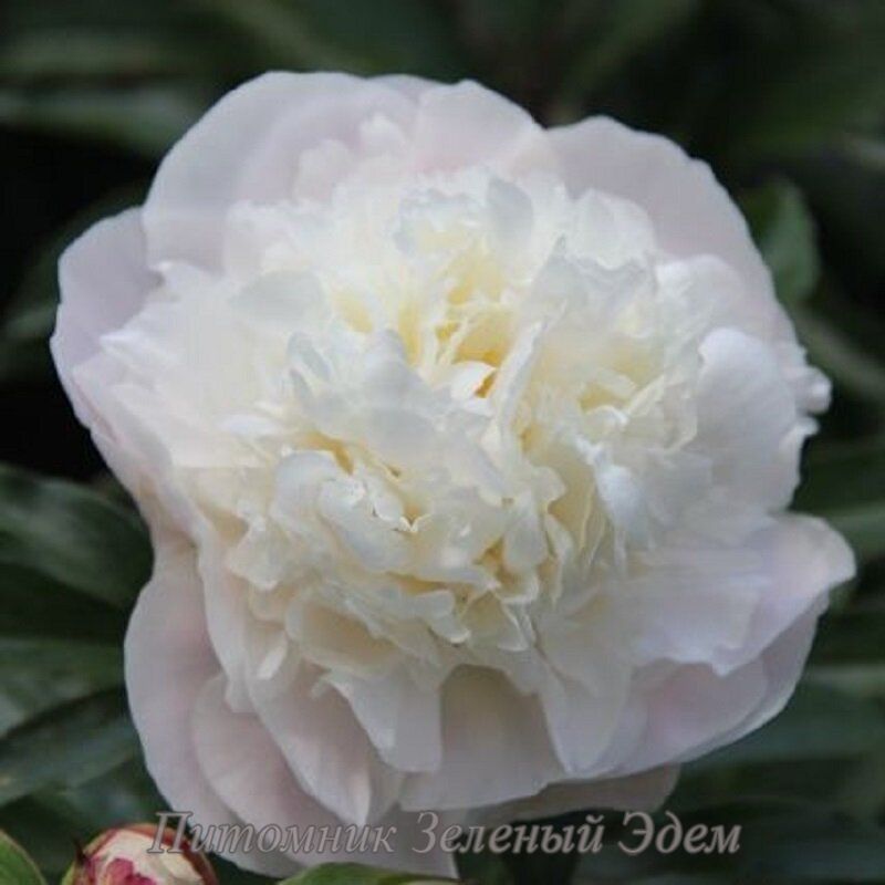 купить Пион Camellia White