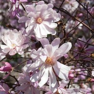 купити Магнолія зірчаста Rosea