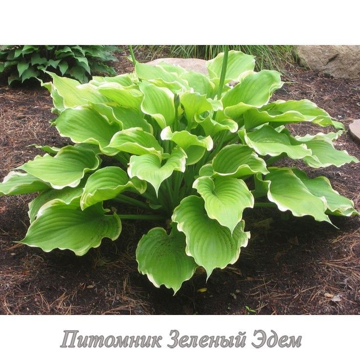 купити Хоста Winter Snow