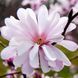 купити Магнолія зірчаста Rosea