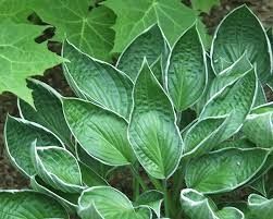 купить Хоста Gloriosa