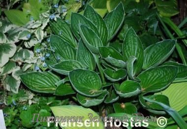 купить Хоста Gloriosa