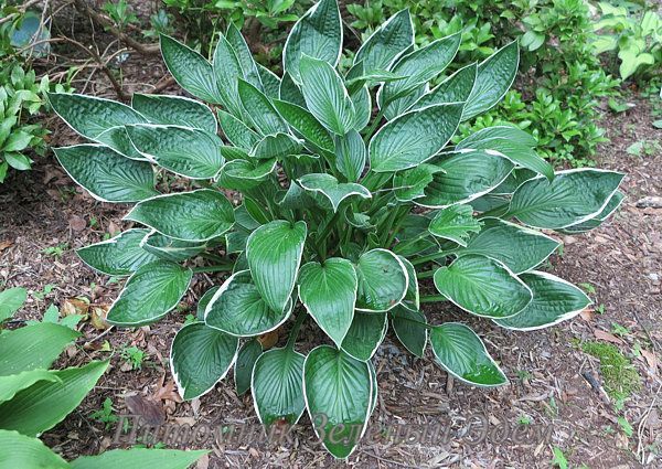 купить Хоста Gloriosa