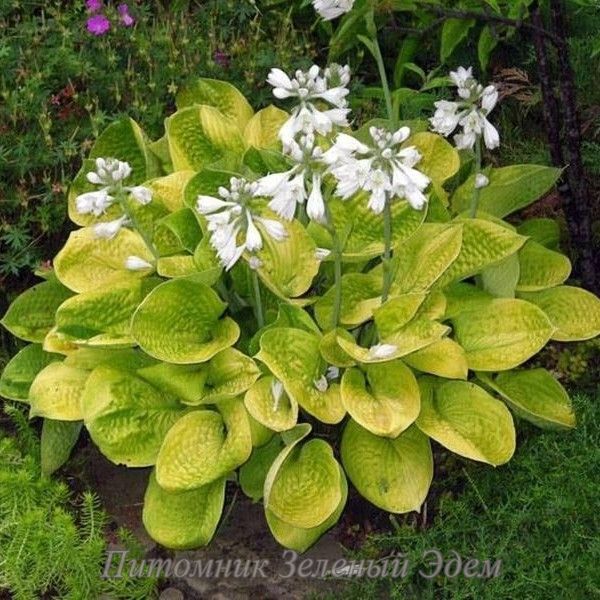 купить Хоста Maui Buttercups