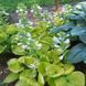купить Хоста Maui Buttercups