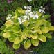 купить Хоста Maui Buttercups