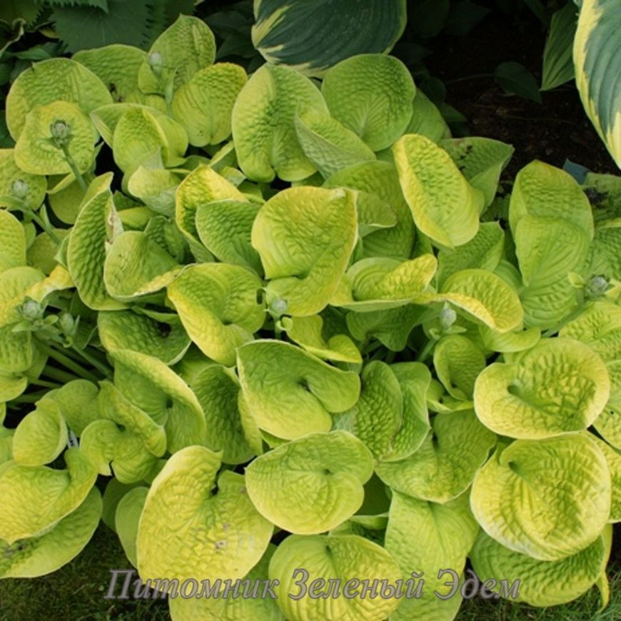купить Хоста Maui Buttercups
