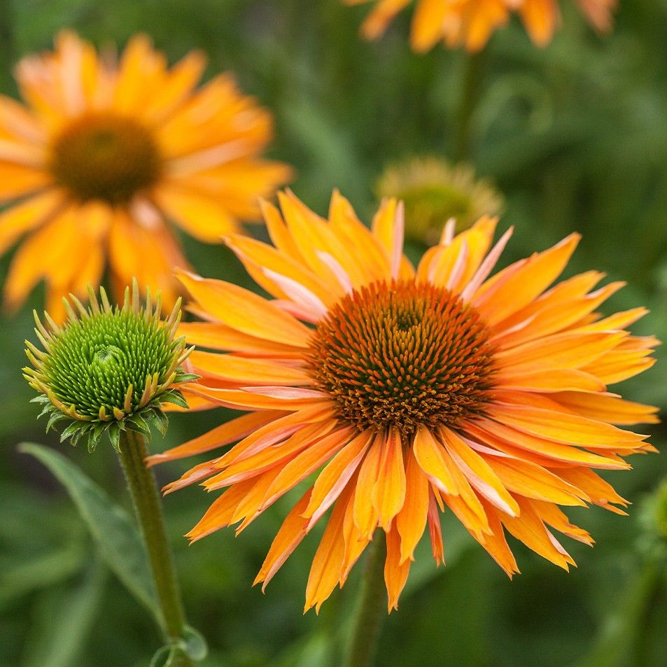 Echinacea Aloha