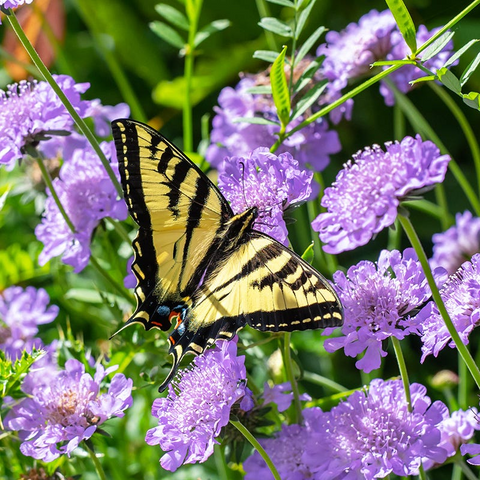 Скабіоза голубина Butterfly Blue купити недорого в Україні