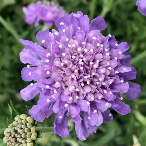 Скабіоза голубина Butterfly Blue купити недорого в Україні