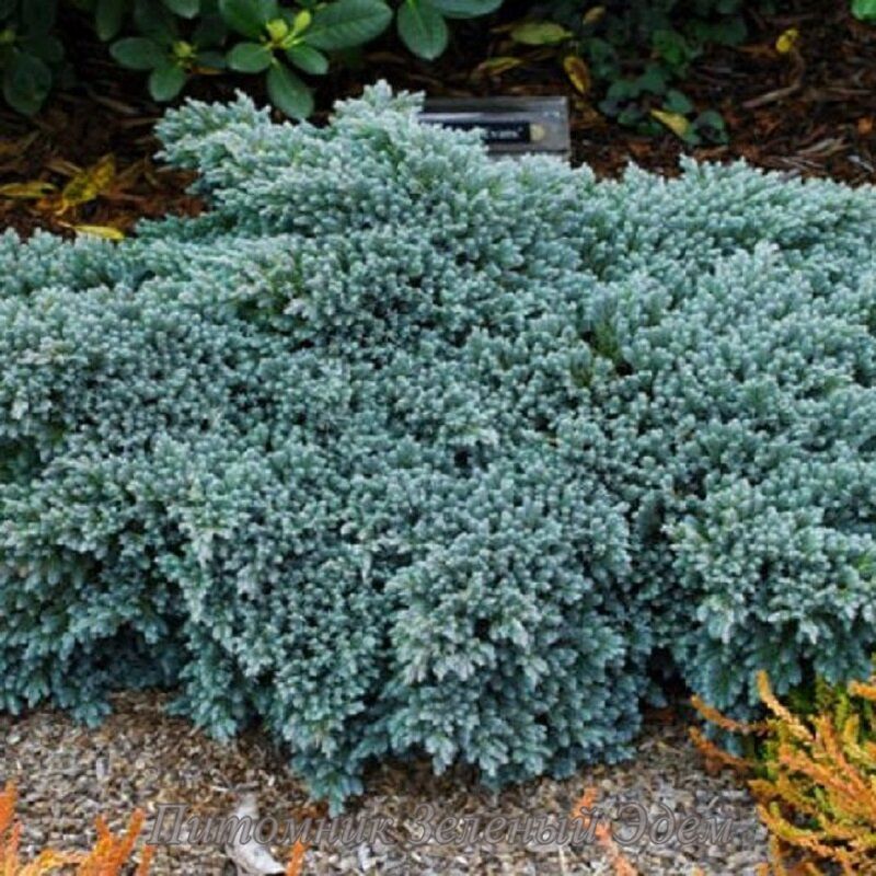 купить Можжевельник чешуйчатый Blue Star