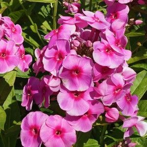 купити Флокс волотистий Adessa Pink Eye