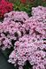 купить Флокс Early Pink