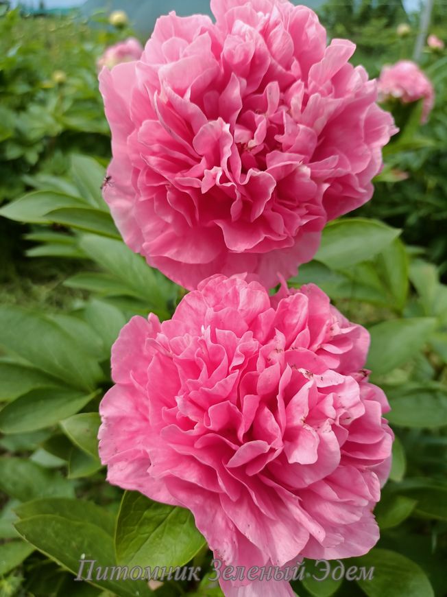 купить Пион Carnation Bouquet