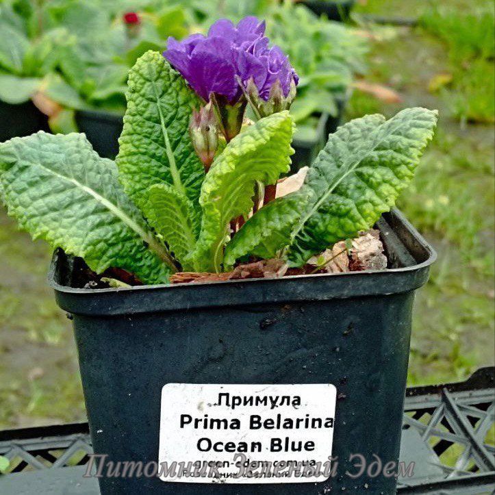 купить Примула Prima Belarina Ocean Blue