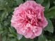 купить Пион Carnation Bouquet
