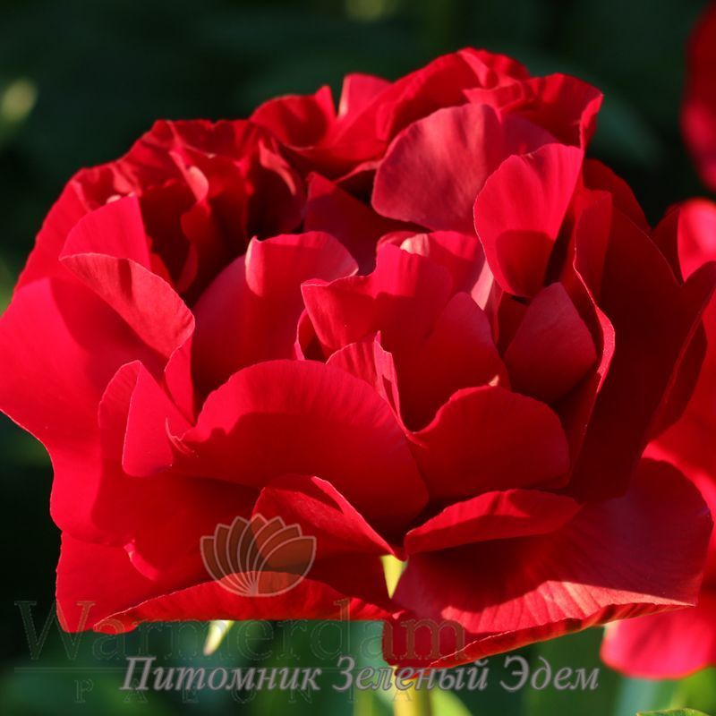 купити Півонія Alexander Woollcott