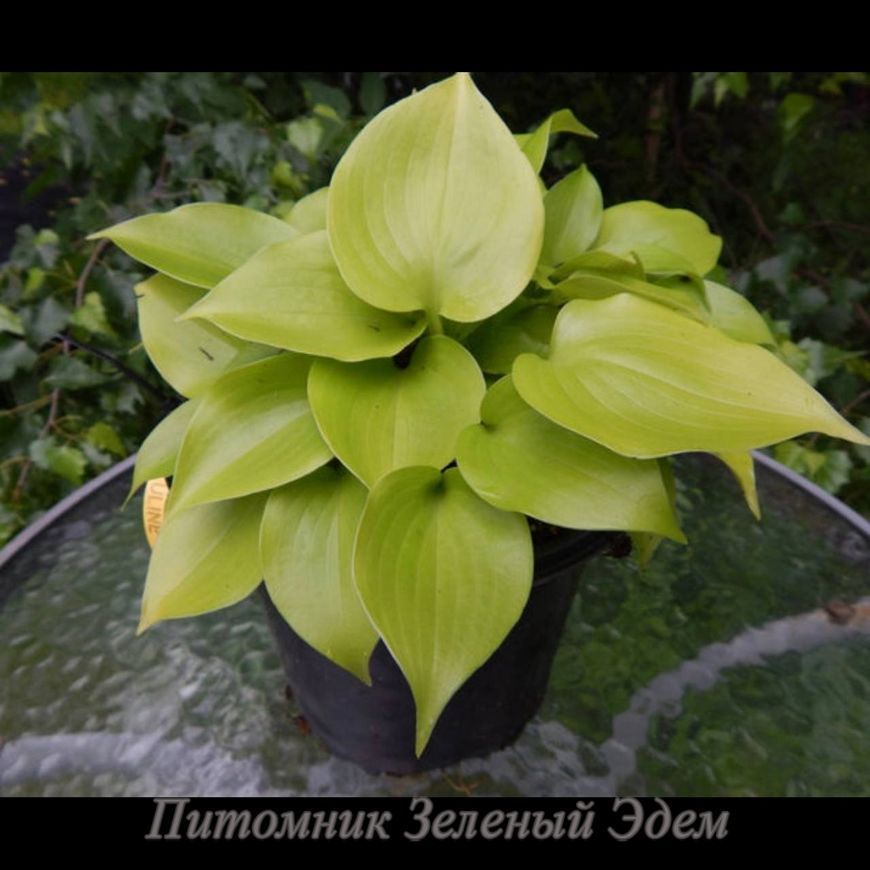 купити Хоста Appletini