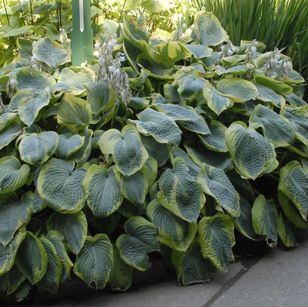 Beautiful leaved Plants Frances Perry