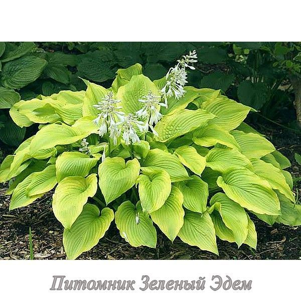 купити Хоста Star-kissed
