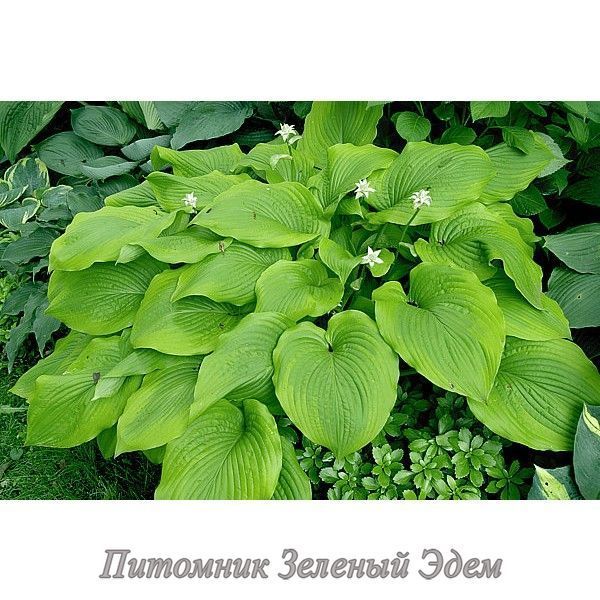 купити Хоста Star-kissed