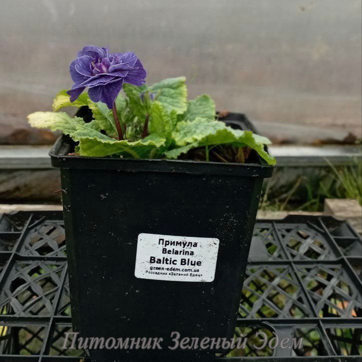 купити Примула Belarina Baltic Blue
