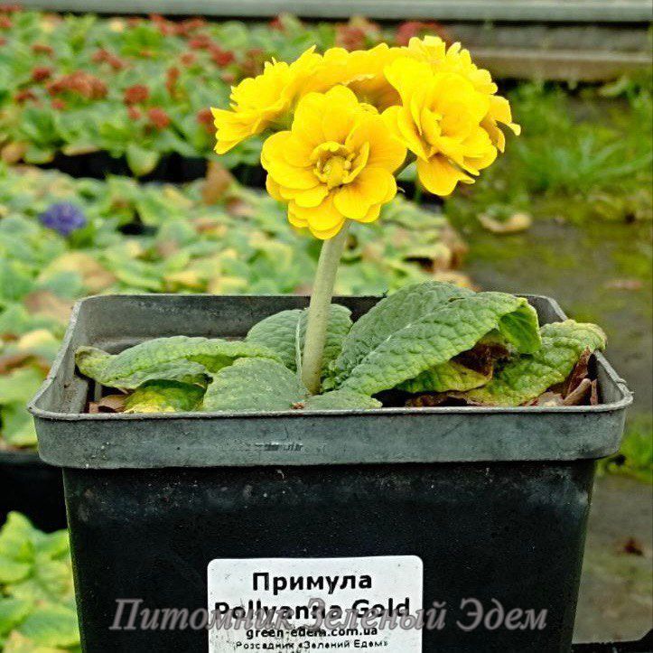 купить Примула Pollyanna Gold