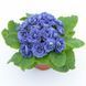 купити Примула Belarina Baltic Blue