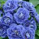 купити Примула Belarina Baltic Blue