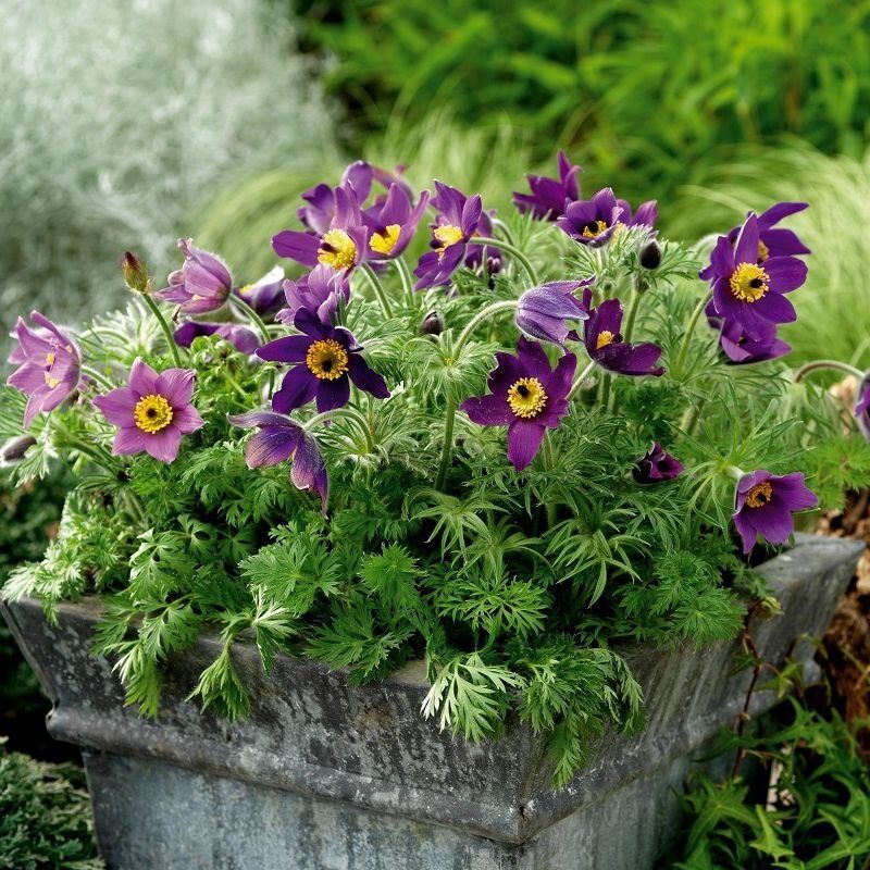 Pulsatilla Violet Bells