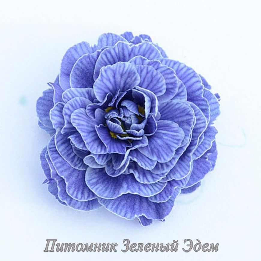 купити Примула Belarina Baltic Blue