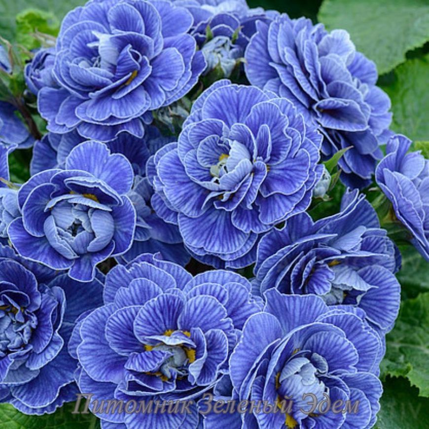 купити Примула Belarina Baltic Blue