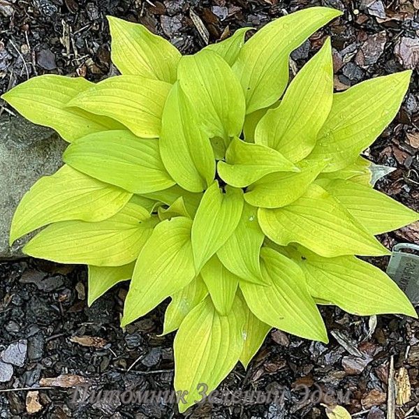 купити Хоста Surfing Mouse