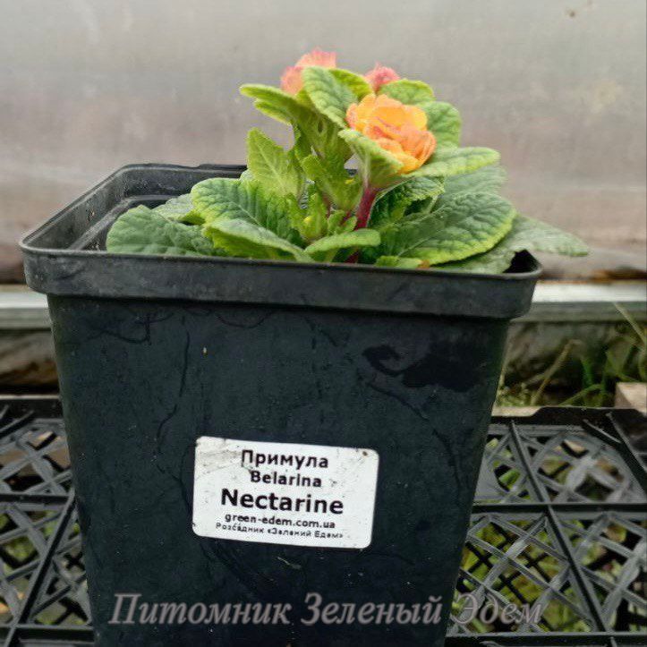 купити Примула Belarina Nectarine