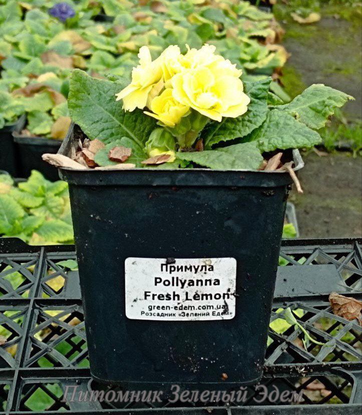 купить Примула Pollyanna Fresh Lemon