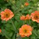купить Гравилат Totally Tangerine