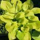 купить Хоста Glad Tidings