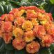 купити Примула Belarina Nectarine