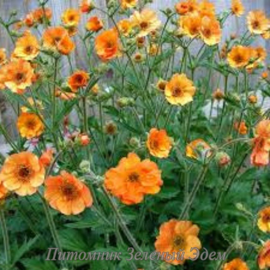 купить Гравилат Totally Tangerine