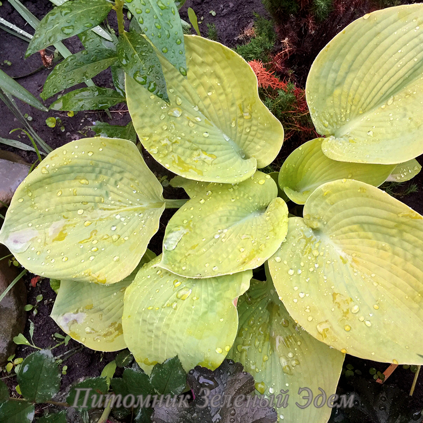 купити Хоста Golden Medallion