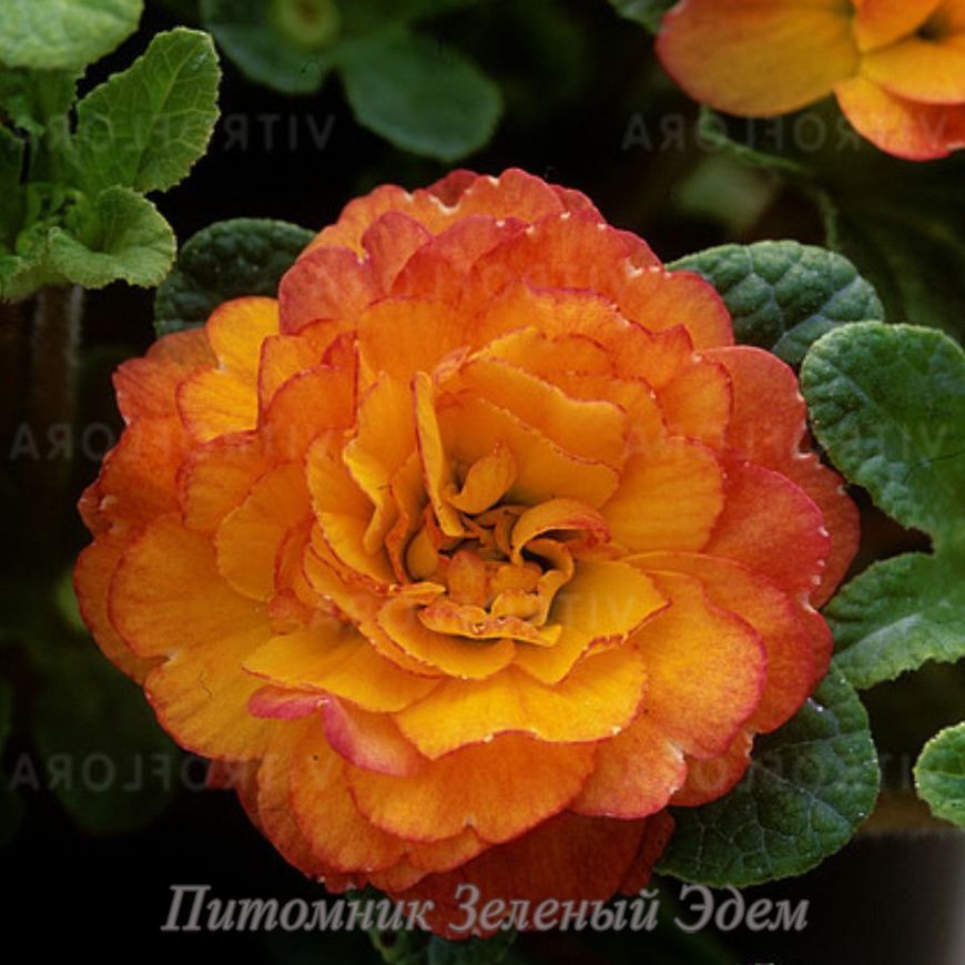 купити Примула Belarina Nectarine