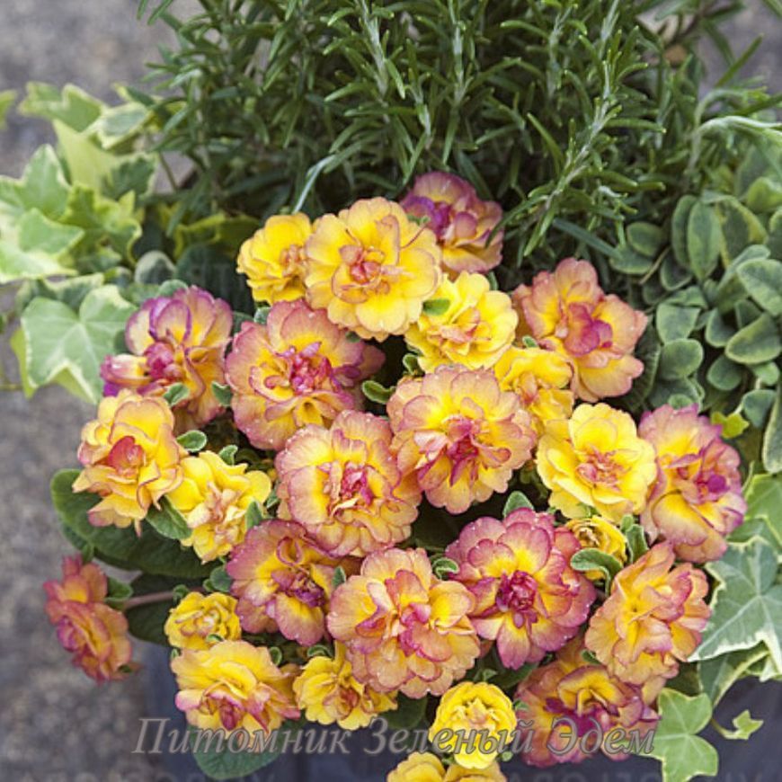 купити Примула Belarina Nectarine