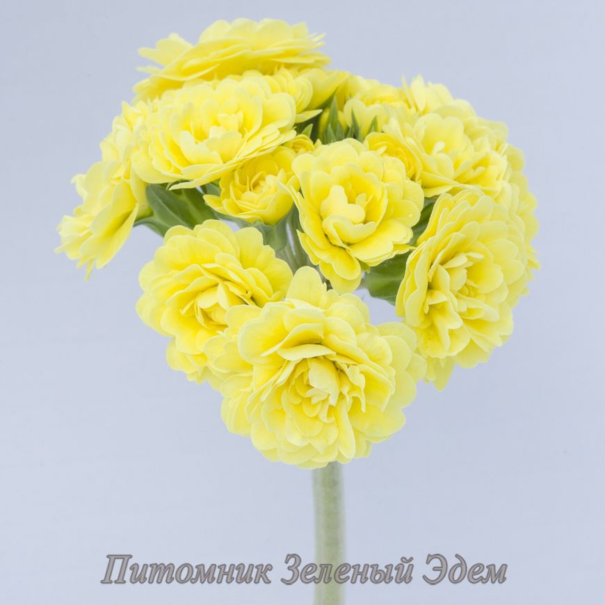 купить Примула Pollyanna Fresh Lemon