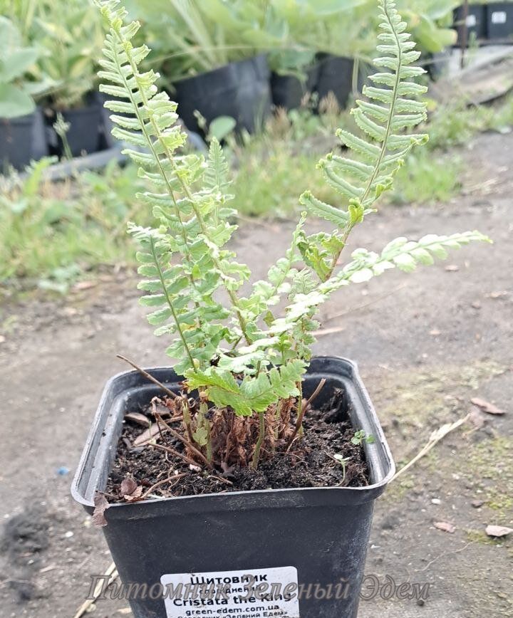 купити Щитовник споріднений Cristata the King