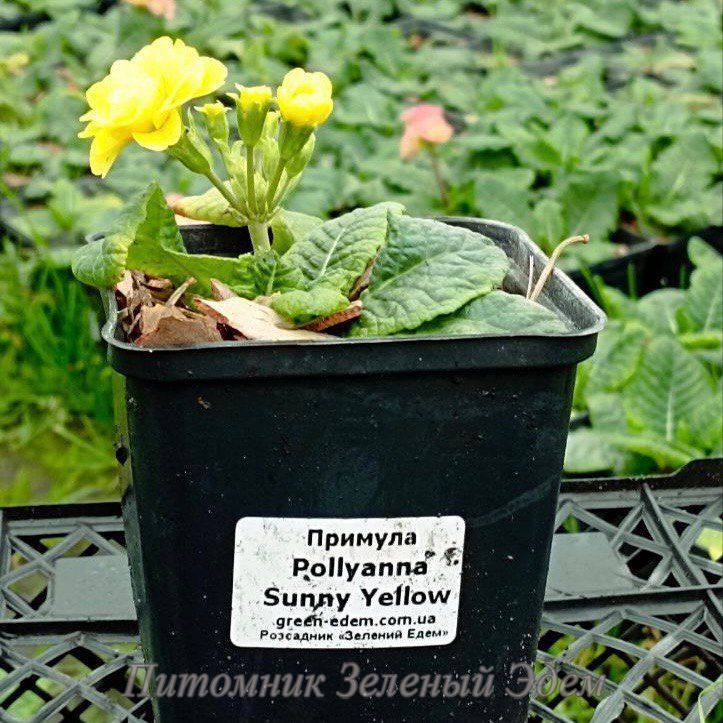 купить Примула Pollyanna Sunny Yellow