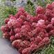 купити Гортензія волотиста Petite Cherry