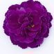 купить Примула Belarina Purple Diamond