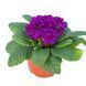 купить Примула Belarina Purple Diamond